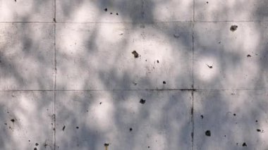 Beyaz duvar arka planında doğal yaprak gölgesi ve yumuşak güneş ışığı, doğal bir fon olarak kullanmak için sakin ve havadar bir ortam yaratıyor.