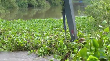Excavator removing water hyacinth and aquatic weeds from polluted canal, river pollution, restoring water quality, cleaning waterway in river, solving environmental problems sustainably