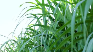 Şeker endüstrisi için şeker kamışı tarlası, güneş ışığı altında yeşil yapraklı şeker kamışı tarlası, yakın plan, tarım ve yenilenebilir enerji için şeker kamışı ekini