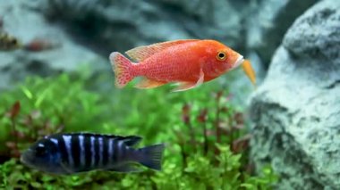 Yeşil su bitkilerinin arka planına sahip tatlı su akvaryumunda zarif bir şekilde yüzen parlak turuncu cichlid balığı, Bilimsel adı Sarı Maschio, Limon Sarı Laboratuvarı, Mavi Şimşek