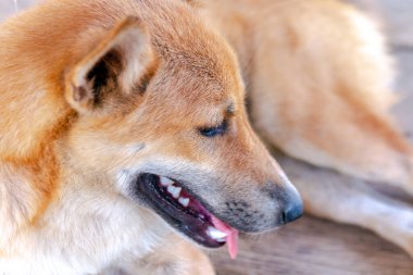 Kahverengi köpek gülümsüyor, dost canlısı ve sevimli ifadesini gösteriyor. Evcil hayvan tasarımları ve sıcak, pozitif temalar için ideal, yakın çekim