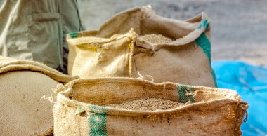 Çuval Çuvalı 'ndaki pirinç taneleri, bir çiftlikteki çuval bezi çuvallarında depolanan taze pirinç taneleri, geleneksel tarım, ürün depolama ve kırsal üretimi gösteriyor