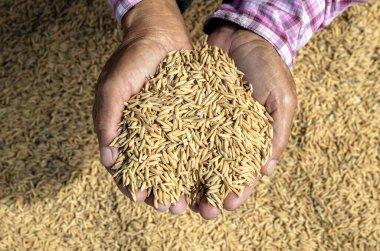 Kurutma tarlasında taze pirinç tanelerini tutan çiftçi elleri, Paddy Rice, Unhusked Rice, yakın plan, tarım, hasat ve doğal tarım ürünlerini sembolize eden