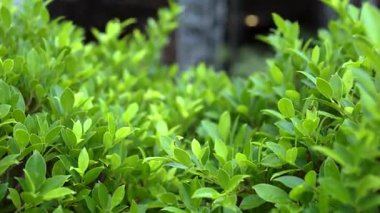 Verimli bir bahçede kayaların üzerinden akan yapay şelale. Yeşil bitkiler ve doğal ortam ile Bahçe Şelalesi doğa ve rahatlama temaları için huzurlu, ferahlatıcı bir açık hava sahnesi oluşturur