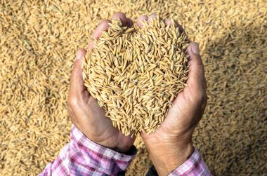 Kurutma tarlasında taze pirinç tanelerini tutan çiftçi elleri, Paddy Rice, Unhusked Rice, yakın plan, tarım, hasat ve doğal tarım ürünlerini sembolize eden