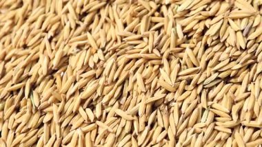 Paddy Rice, Unhusked Rice, güneşte kurutma, tarım, hasat ve doğal tahıl üretimini temsil eden büyük miktarda pirinç tarlası.