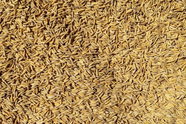 Çeltik pirinç taneleri, çeltik pirinç tanelerinin tam çerçeve arka planı, tarımsal hasat hasadı, doğal gıda hammadde ve pirinç üretim dokusu