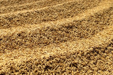 Çeltik pirinç taneleri, çeltik pirinç tanelerinin tam çerçeve arka planı, tarımsal hasat hasadı, doğal gıda hammadde ve pirinç üretim dokusu