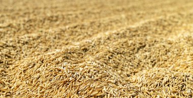 Paddy Rice Grains, altın çeltik taneciklerinden oluşan üst tabaka doğal bir tarımsal doku yaratıyor. Gıda üretimi, tarım, hasat, sürdürülebilirlik ve kırsal ekonomi kavramı