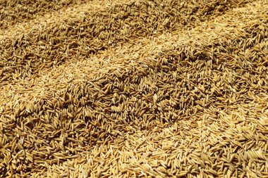 Paddy Rice Grains, altın çeltik taneciklerinden oluşan üst tabaka doğal bir tarımsal doku yaratıyor. Gıda üretimi, tarım, hasat, sürdürülebilirlik ve kırsal ekonomi kavramı