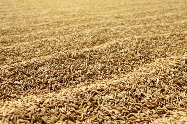 Paddy Rice Grains, altın çeltik taneciklerinden oluşan üst tabaka doğal bir tarımsal doku yaratıyor. Gıda üretimi, tarım, hasat, sürdürülebilirlik ve kırsal ekonomi kavramı
