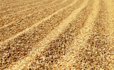 Paddy Rice Grains, altın çeltik taneciklerinden oluşan üst tabaka doğal bir tarımsal doku yaratıyor. Gıda üretimi, tarım, hasat, sürdürülebilirlik ve kırsal ekonomi kavramı