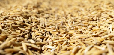 Yakın plan Altın Pirinç Tanecikleri, Sığ Alan Derinliği, Altın Pirinç Tanecikleri, Sığ Alan Derinliği ile Doğal Doku Oluşturur. Tarım, hasat, sürdürülebilirlik, kırsal ekonomi kavramı