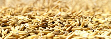 Yakın plan Altın Pirinç Tanecikleri, Sığ Alan Derinliği, Altın Pirinç Tanecikleri, Sığ Alan Derinliği ile Doğal Doku Oluşturur. Tarım, hasat, sürdürülebilirlik, kırsal ekonomi kavramı