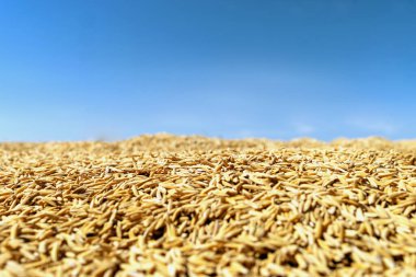 Arkaplan için Mavi Gök 'ün altında Altın Pirinç Taneleri Tarlası dokusu, pirinç taneleri. Hasat mevsimini, gıda üretimini, sürdürülebilirliği ve kırsal çevreyi temsil eden tarım geçmişi
