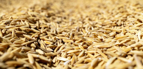 Yakın plan Altın Pirinç Tanecikleri, Sığ Alan Derinliği, Altın Pirinç Tanecikleri, Sığ Alan Derinliği ile Doğal Doku Oluşturur. Tarım, hasat, sürdürülebilirlik, kırsal ekonomi kavramı