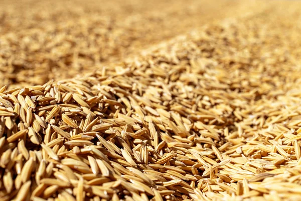 Yakın plan Altın Pirinç Tanecikleri, Sığ Alan Derinliği, Altın Pirinç Tanecikleri, Sığ Alan Derinliği ile Doğal Doku Oluşturur. Tarım, hasat, sürdürülebilirlik, kırsal ekonomi kavramı