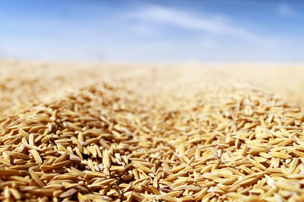 Arkaplan için Mavi Gök 'ün altında Altın Pirinç Taneleri Tarlası dokusu, pirinç taneleri. Hasat mevsimini, gıda üretimini, sürdürülebilirliği ve kırsal çevreyi temsil eden tarım geçmişi