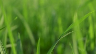 Bulanık Yeşil Pirinç Tarlası Doğal Arkaplanı, Bulanık Yeşil Pirinç Yaprakları Doğal Işık Arkaplanı. Soyut doğa, eko kavramı, tarım, sürdürülebilirlik, tazelik, sakin atmosfer