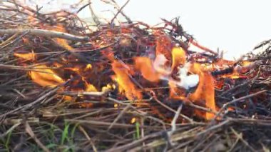 Yangın açık havada kuru yaprakları ve dalları yakıyor. Arazi temizliği, tarım, çevre, hava kirliliği, orman yangını riski ve kırsal yakma uygulamaları kavramı