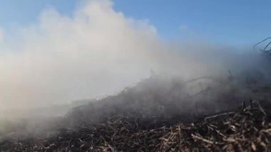 Açık bir tarım alanında kuru yaprak ve dalların yanmasından çıkan büyük miktarlarda duman. Duman gökyüzüne yükseliyor, atık yönetimi uygulamalarını, açık alan yangınlarını, hava kirliliği sorunlarını yansıtıyor