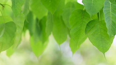 Taze yeşil Bodhi yaprakları, doğal güneş ışığıyla hafif meltemde sallanarak sakin bir zemin ve huzurlu bir atmosfer yaratıyor. Doğa, meditasyon ve çevre temaları için mükemmel