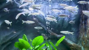 Temiz bir akvaryumda köpükler ve yeşil su bitkileriyle yüzen küçük balıklar. Mad sazan (Cyprinidae). Huzurlu sualtı sahnesi, tatlı su ekosistemi, su hayatı konsepti