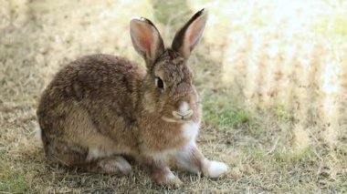 Açık havada kuru çimenlerde oturan kahverengi tavşan. Doğal ortamda sevimli küçük bir hayvanın yakın çekimi, evcil hayvanları, vahşi yaşamı, kırsal yaşamı ve huzurlu atmosferi sembolize ediyor.