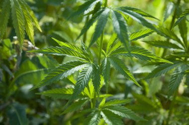 Tarım kenevir yaprak 