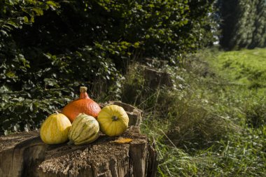 Bir ağaç üzerinde kabaklar kırsal bir sahnede güdük