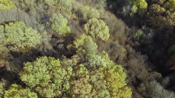 Floresta Outono Colorida Vista Cima Por Drone Paisagem Deslumbrante Ensolarada — Vídeo de Stock