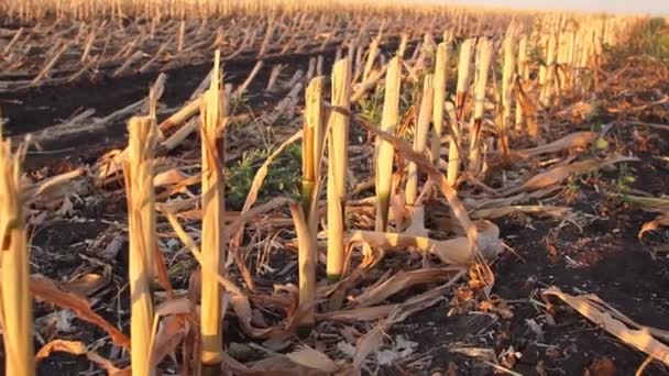 Gesneden maïsveld na oogst verzamelt gewas — Stockvideo