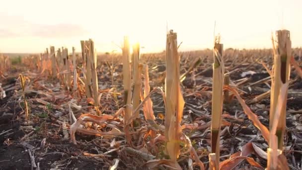 Ürünleri topladıktan sonra tatlı mısır tarlaları. Hasat tarlalarında mevsimlik işler — Stok video