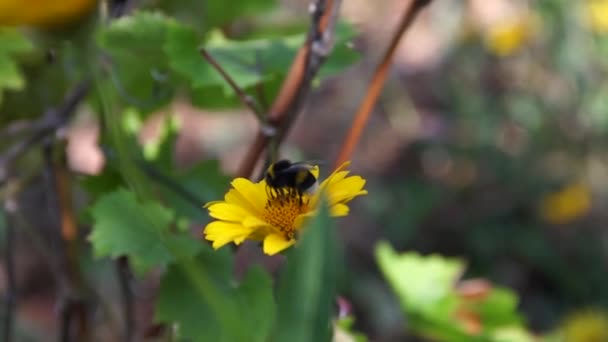 Hommel verzamelt stuifmeel en nectar van de gele bloem. Langzame beweging — Stockvideo