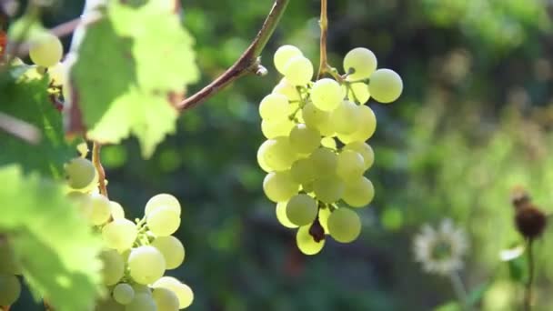 Trauben von frischen reifen weißen grünen Trauben mit grünen Blättern — Stockvideo
