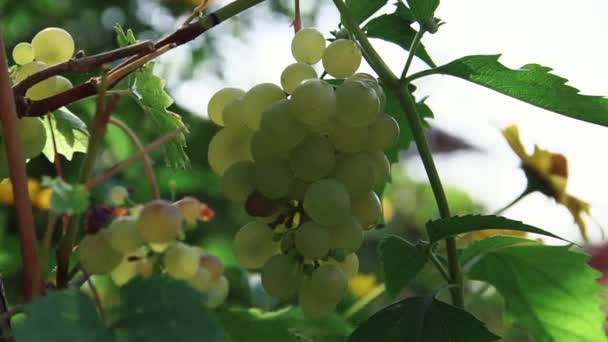 Uvas verdes blancas maduras en racimos con hojas verdes — Vídeos de Stock