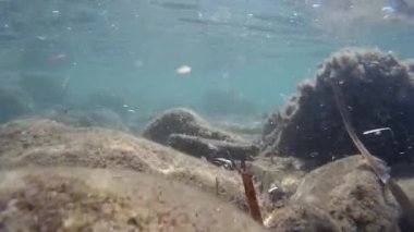 Su altı sahnesi, Akdeniz 'de deniz yosunları ve deniz yosunlarıyla kaplı deniz yatağı, doğal ışık, B-roll görüntüleri.
