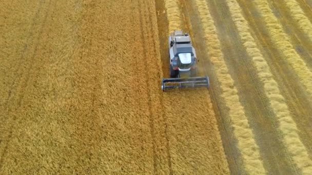 Combinatie Oogstmachine Verzamelt Tarweoogst Een Boer Werkt Een Landbouwmachine Seizoensarbeid — Stockvideo