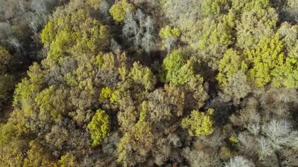 Widok Lotu Ptaka Jesienny Las Kolorowymi Drzewami Jesienny Widok Góry — Wideo stockowe
