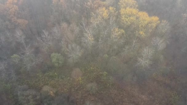 Vista aérea de uma floresta careca de outono loomming através do nevoeiro. — Vídeo de Stock
