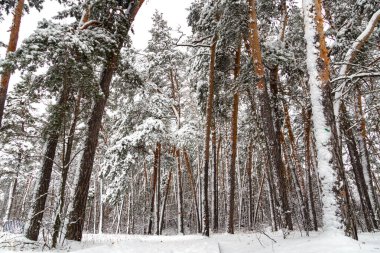 Güzel kış ormanı. Soğuk bir akşamda karla kaplı çam ağaçları..