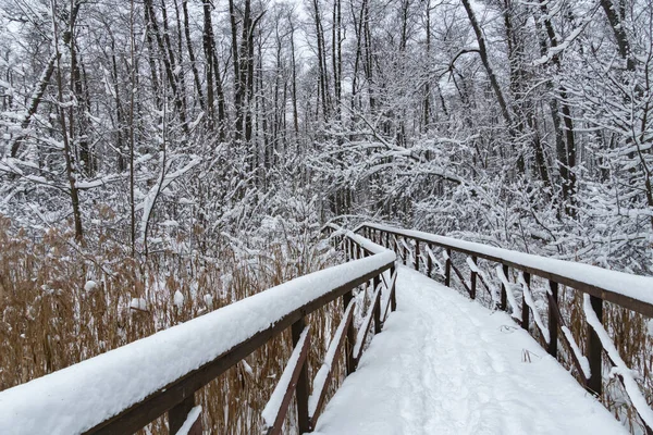 Winter Forest Snow Scene Deep Virgin Snow Wooden Path Walkway — Stock Photo, Image