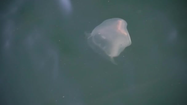 Quallen Schwimmen Meerwasser Draufsicht Nachschuss — Stockvideo