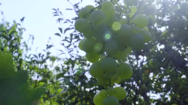 阳光下葡萄藤上的一丛丛葡萄 — 图库视频影像