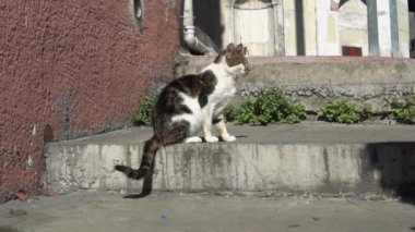 Sokak kedisi dinleniyor ve İstanbul sokaklarına bakıyor