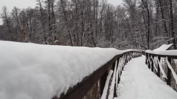 Сцена снега в зимнем лесу с глубоким девственным снегом и деревянной дорожкой — стоковое видео