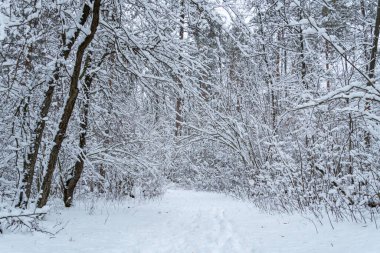 Soğuk bir akşamda çam ağaçları karla kaplıdır. Güzel kış ormanı