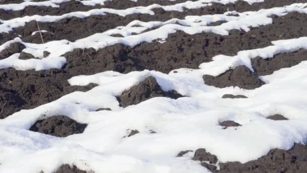 Derretimiento Nieve Campo Arado Primavera — Vídeo de stock