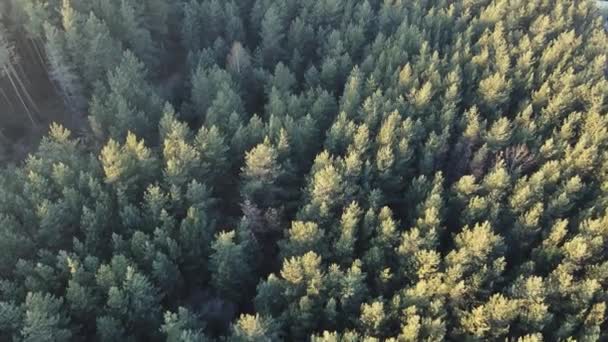 Aerial Shot Flying Green Trees Forest Sunrise Morning Sun Fog — Stock Video