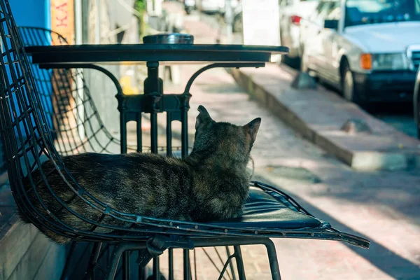 土耳其 灰猫躺在街头咖啡馆的椅子上 凝视着伊斯坦布尔的街道 — 图库照片